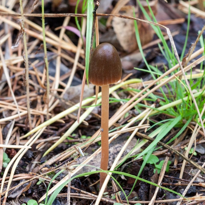 Псилоцибе полуланцетовидная гриб