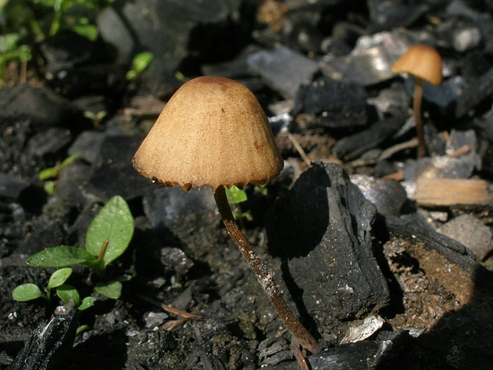 Panaeolus papilionaceus