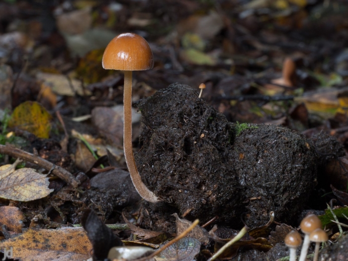 Conocybe rickenii