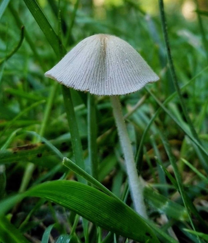 Навозник обыкновенный coprinopsis cinerea