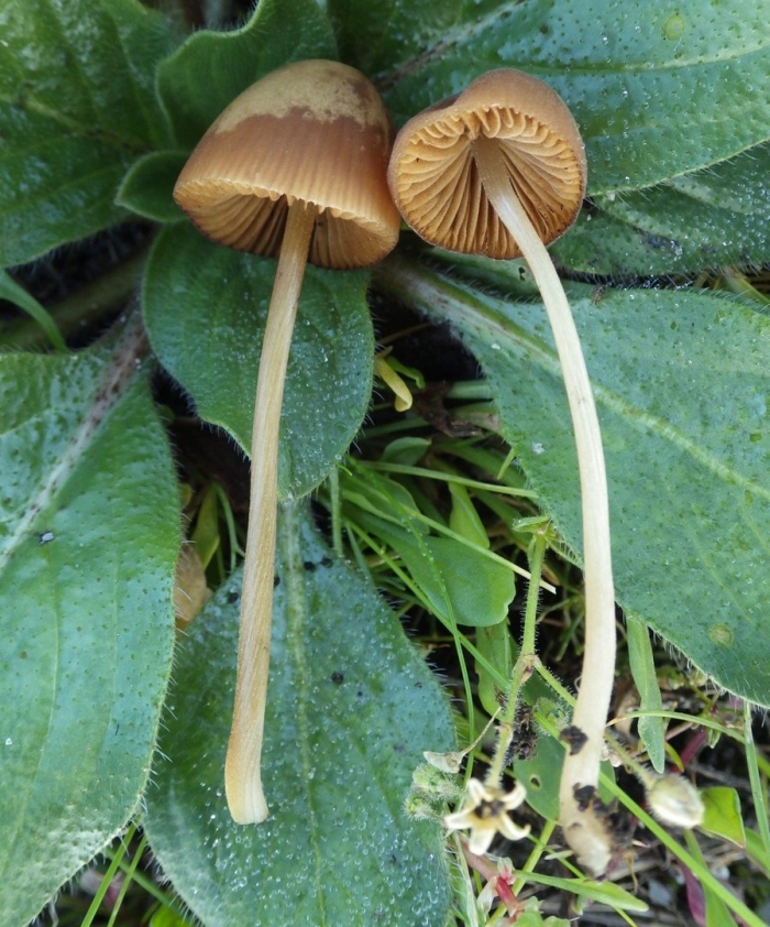 Коноцибе молочная