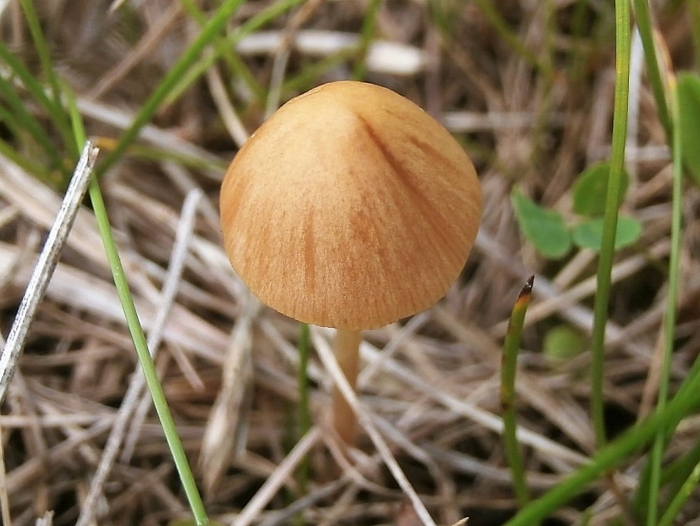 Коноцибе бархатистоножковая