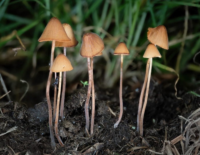 Гриб псилоцибе полуланцетовидная