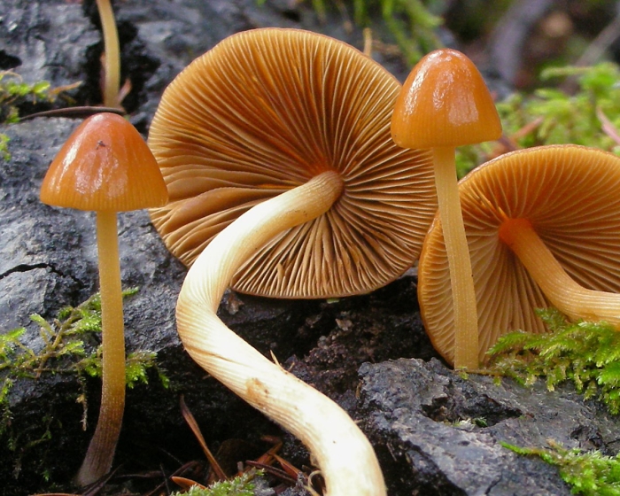 Conocybe kuehneriana