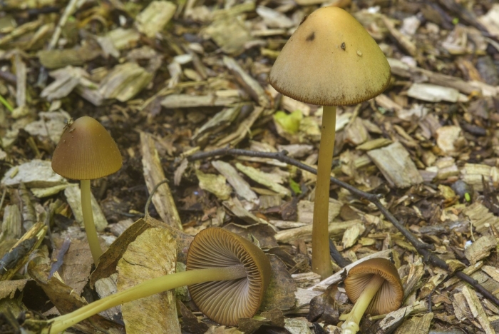 Conocybe tenera