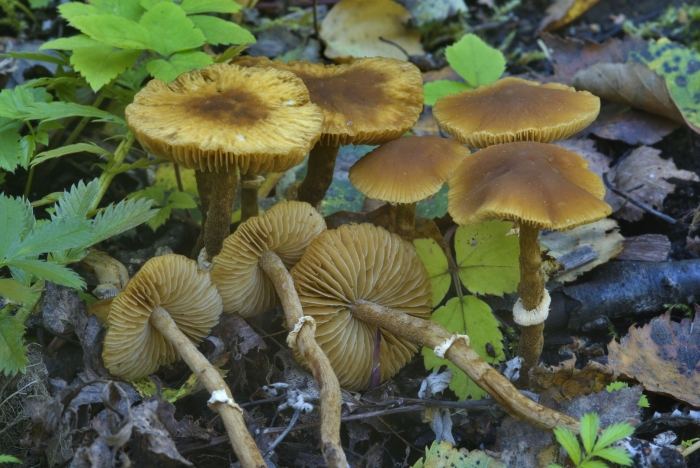 Фолиотина морщинистая