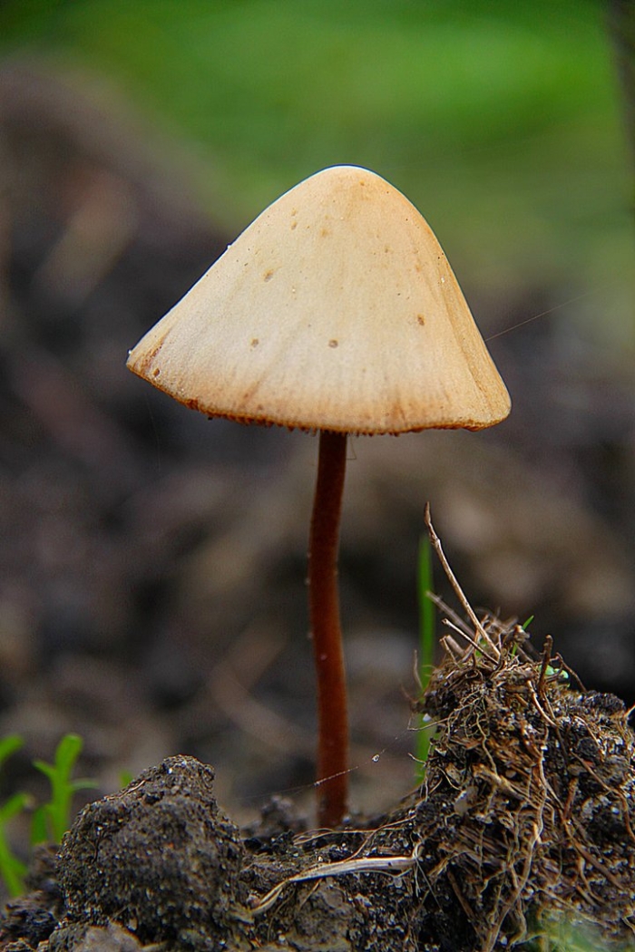 Коноцибе филарис - conocybe filaris