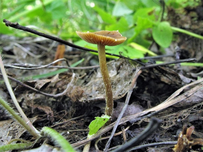 Галерина болотная