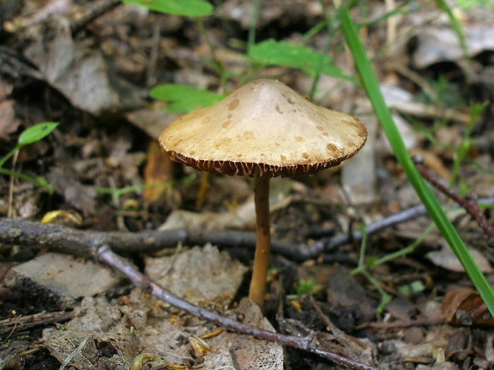 Съедобные гриб