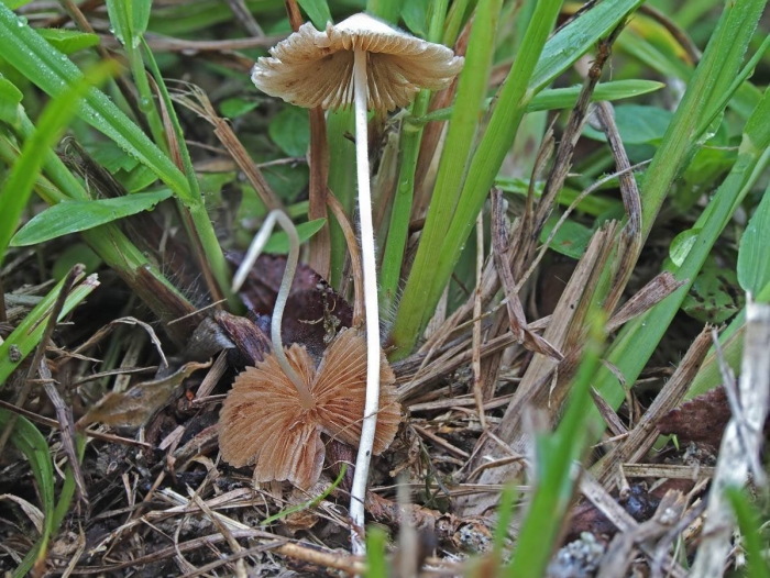 Волоконница волокнистая (inocybe rimosa)