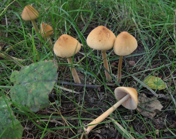 Коноцибе крупноголовая