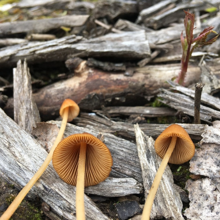 Галерина гриб