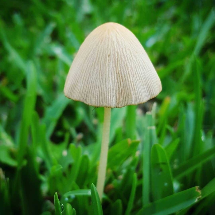 Коноцибе бархатистоножковая