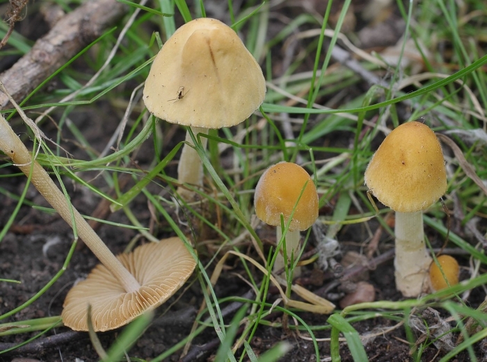 Псилоцибиновые поганки галлюциногенные грибы