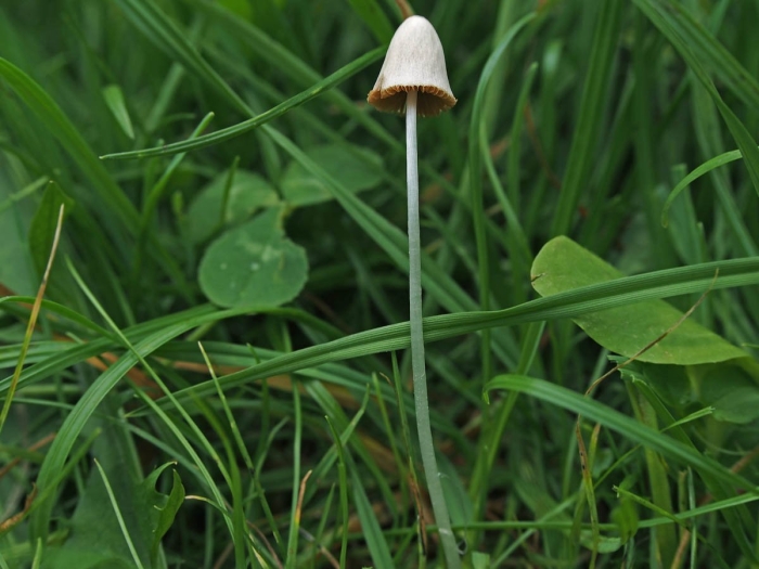 Псилоцибе полуланцетовидная