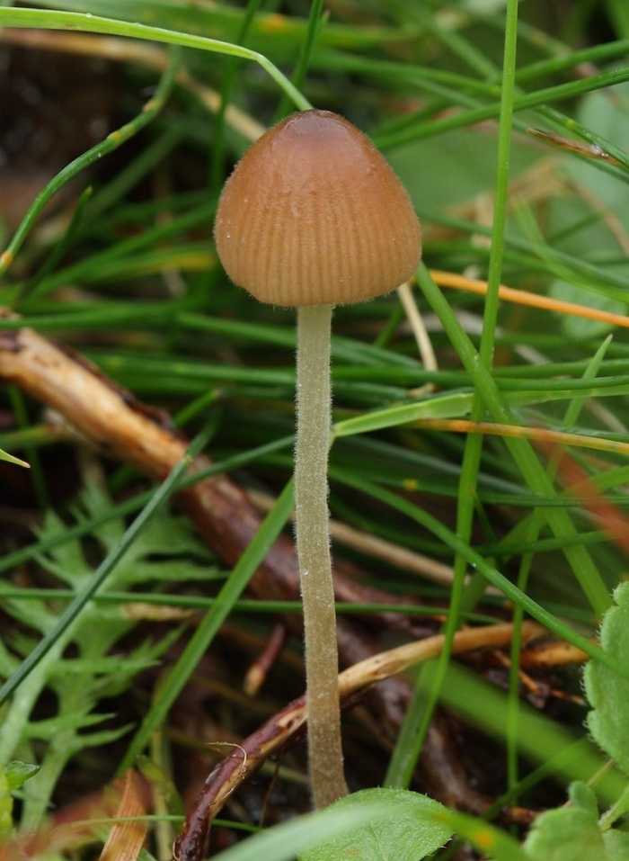 Псилоцибиновый гриб галерина моховая