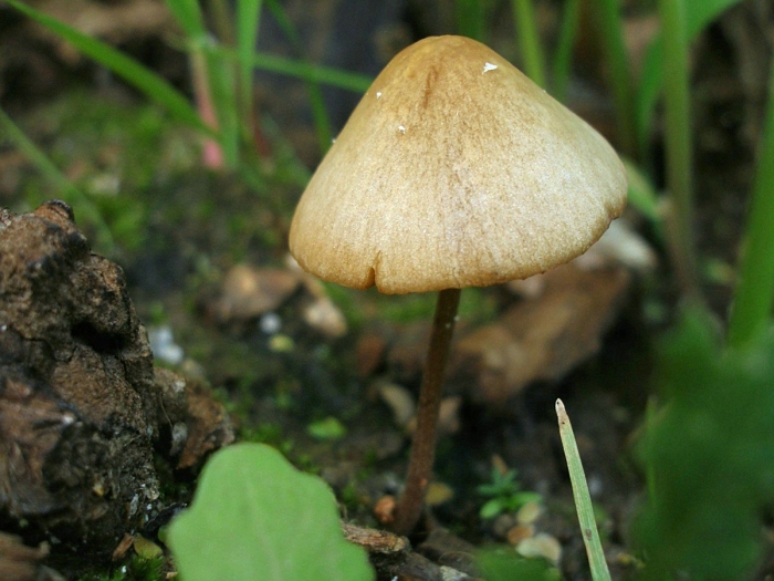 Psilocybe semilanceata