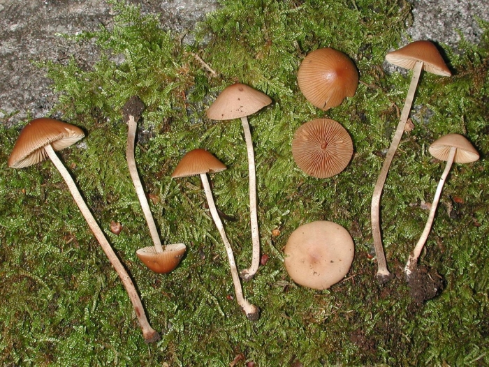 Conocybe siligineoides
