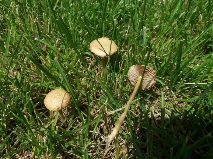 Panaeolus cinctulus