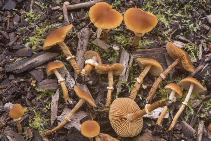 Галерина окаймлённая гриб