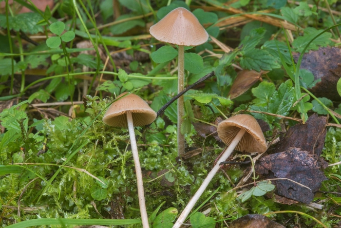 Conocybe velutipes
