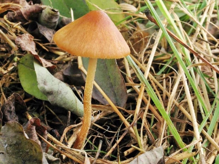 Галерина болотная гриб