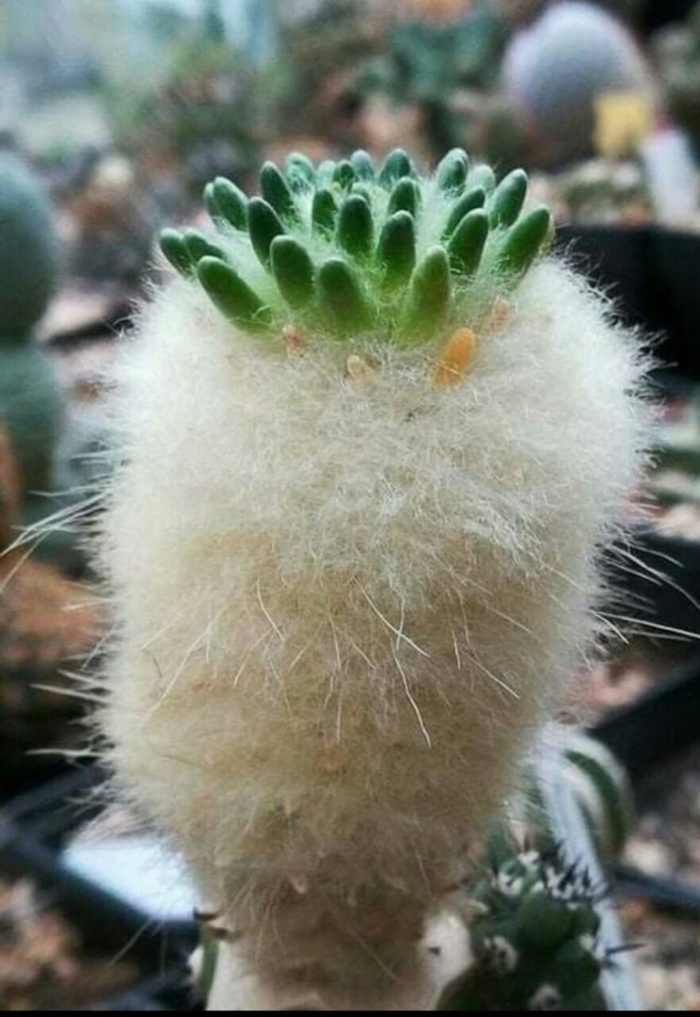 Tephrocactus malyana