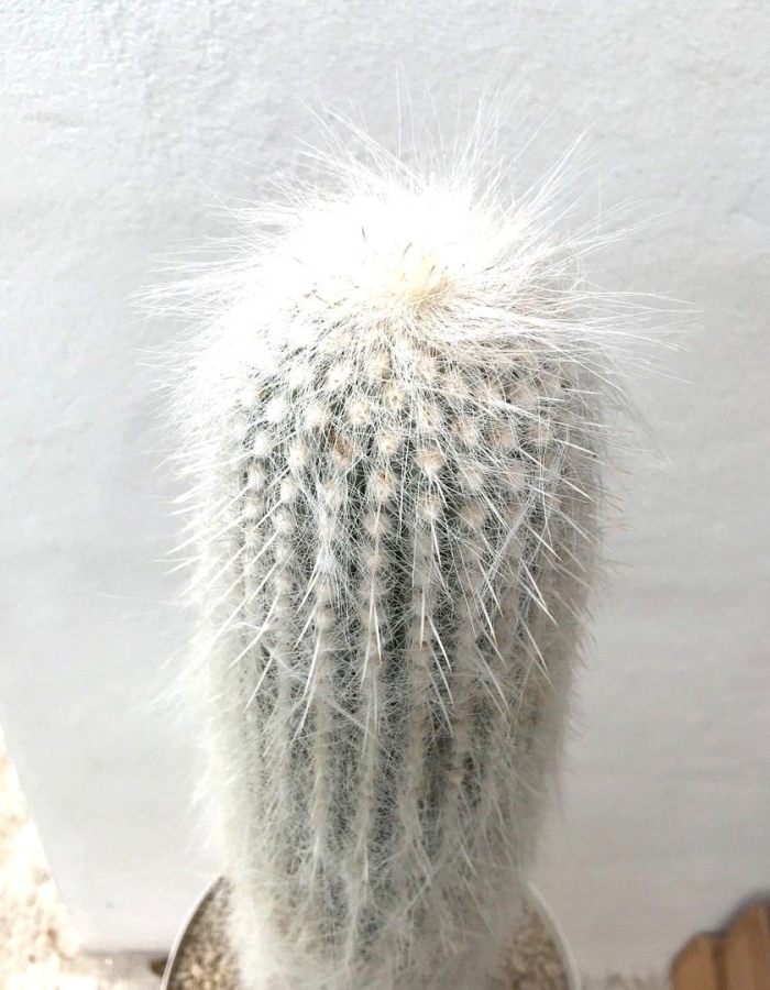 Цефалоцереус сенилис