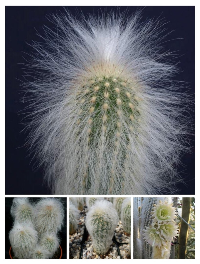 Кактус цереус мохнатый белый
