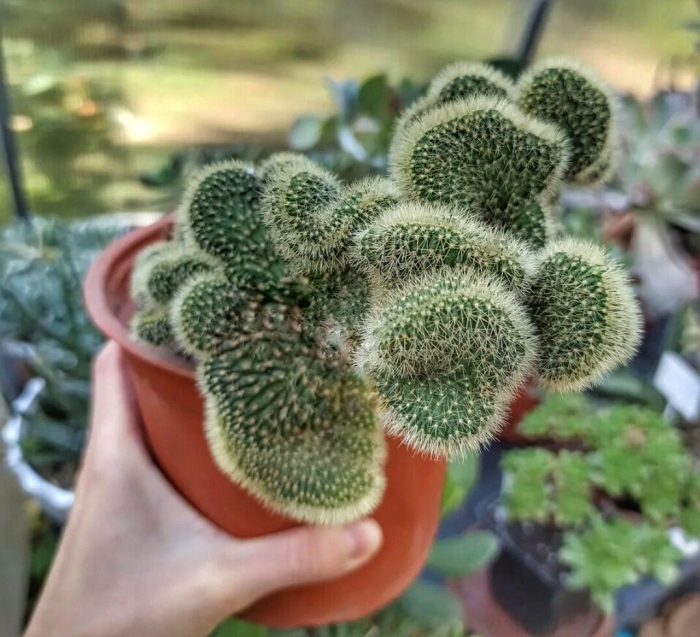 Борзикактус кристата