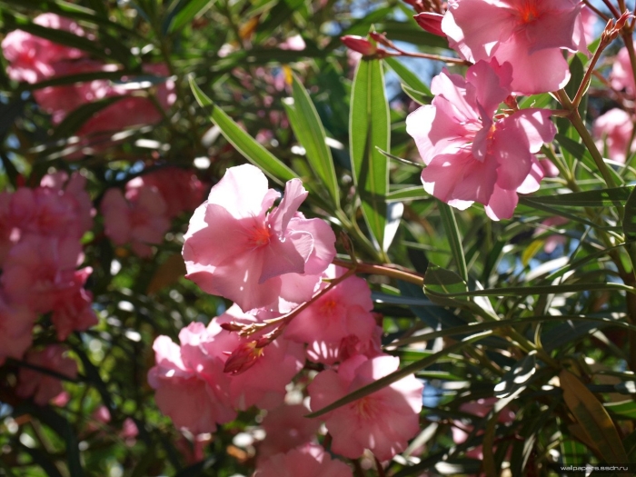 Тещин цветок в абхазии