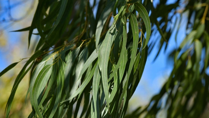 Эвкалипт в абхазии