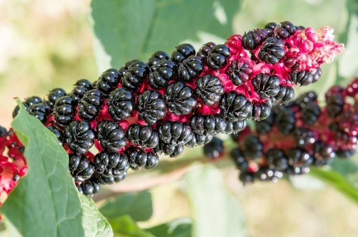 Фитолакка лаконос