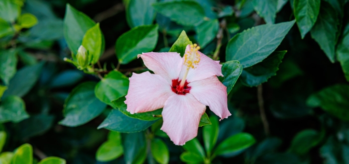 Гибискус rosa sinensis