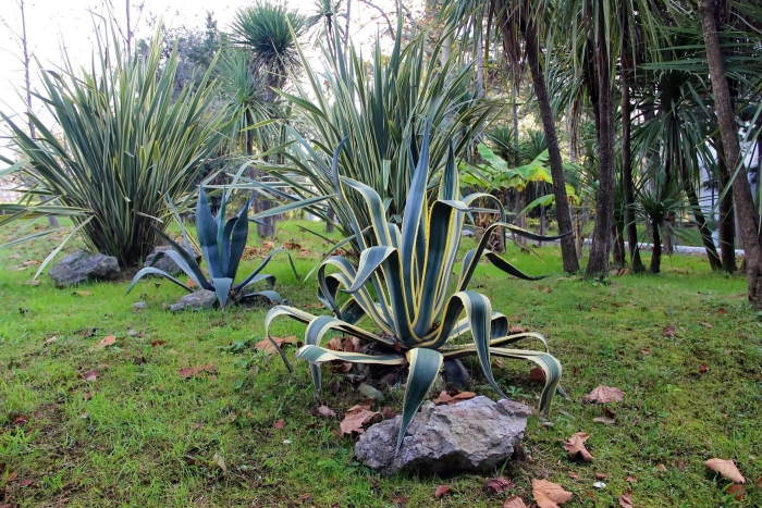 Агава сочи растение