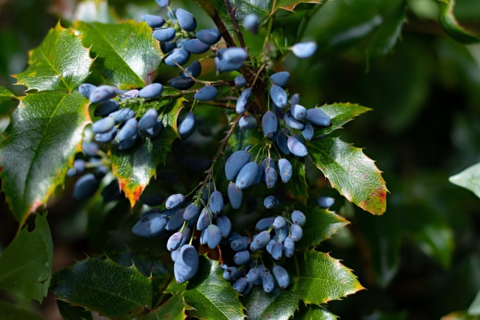 Магония падуболистная ягоды