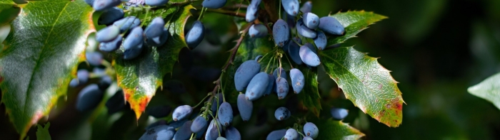 Магония куст