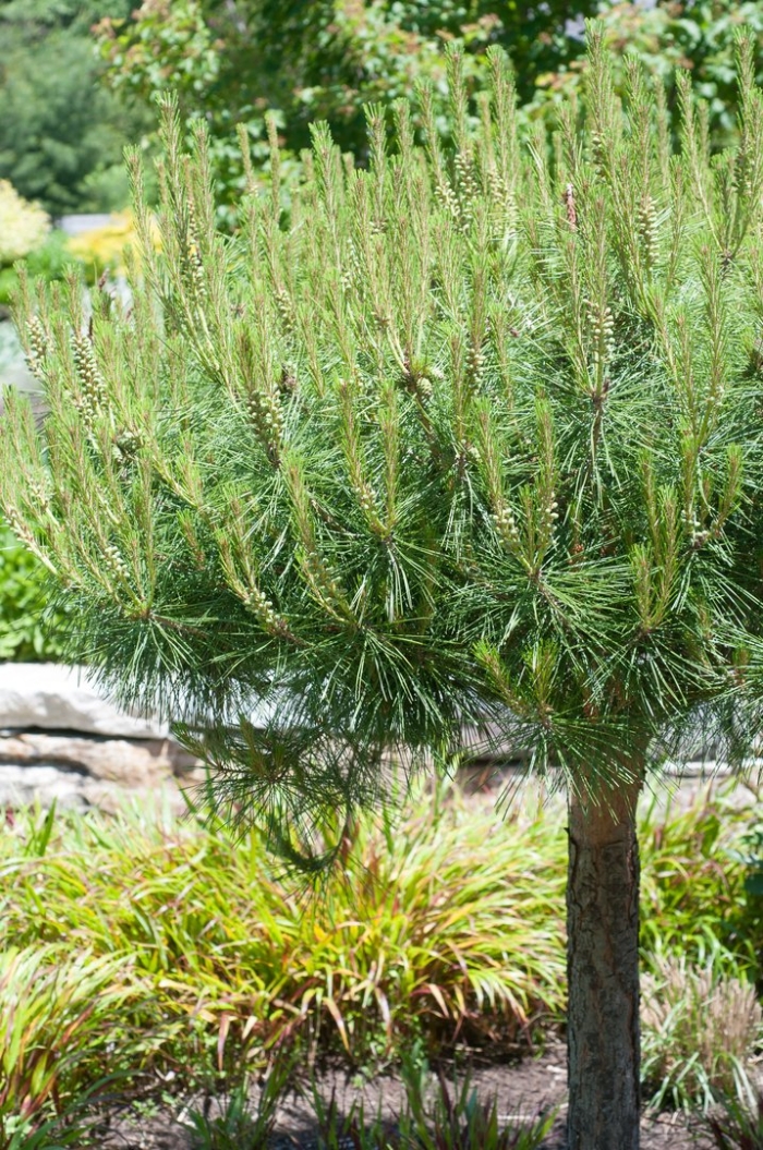 Pinus densiflora umbraculifera