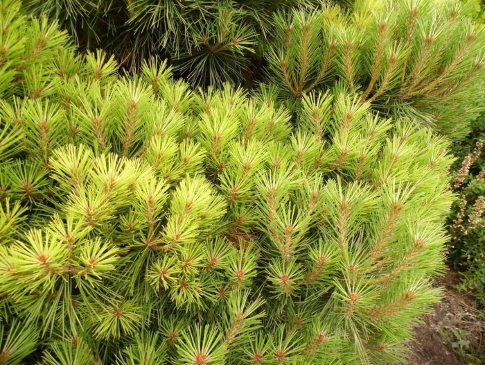 Pinus nigra 'bambino'