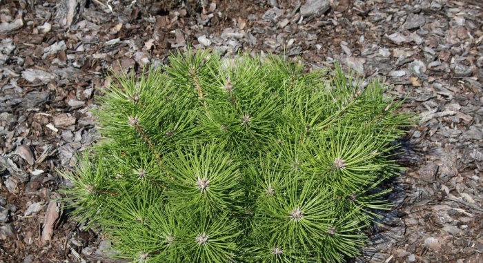Сосна pinus nigra