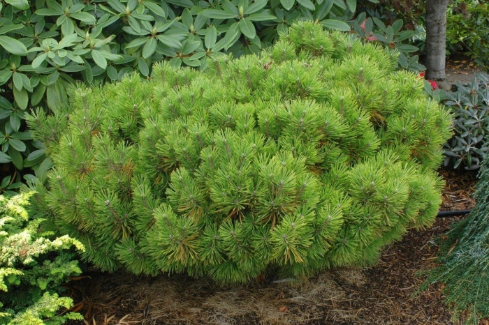 Сосна горная