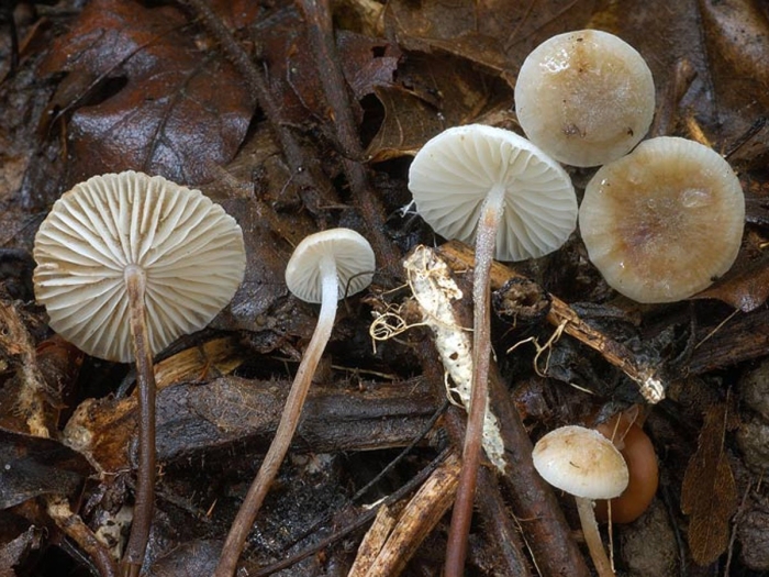 Marasmiellus ramealis