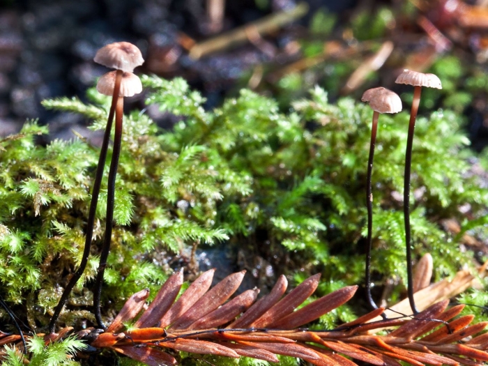 Gymnopus androsaceus