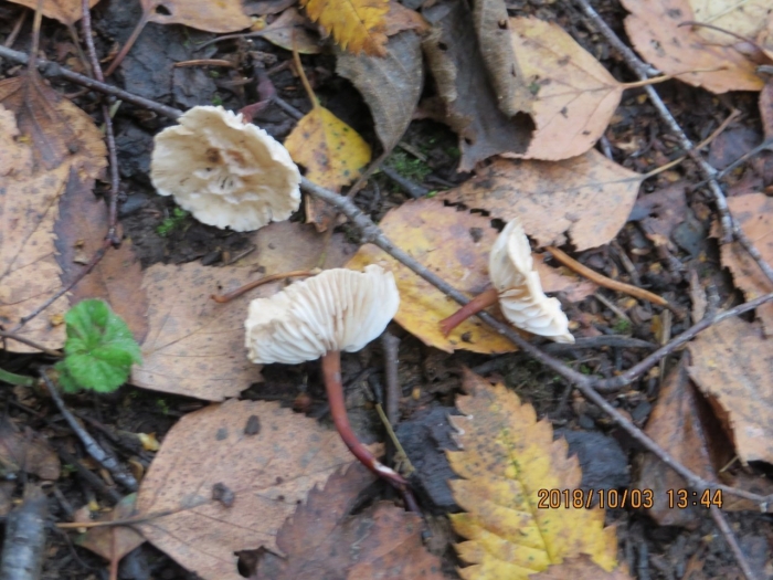 Чесночник гриб