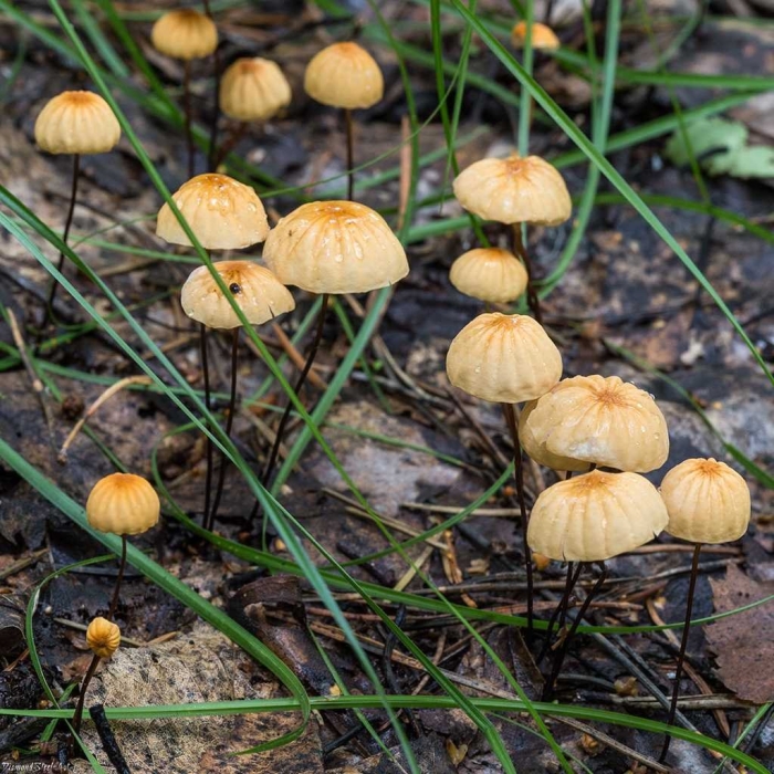 Mycena citrinomarginata