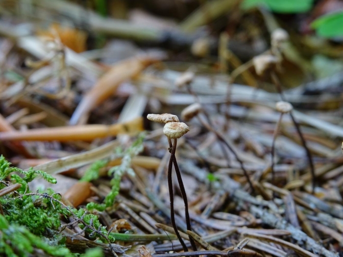 Негниючник кровавоголовый