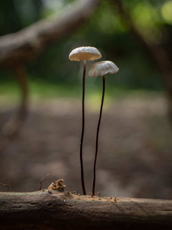 Негниючник колёсовидный