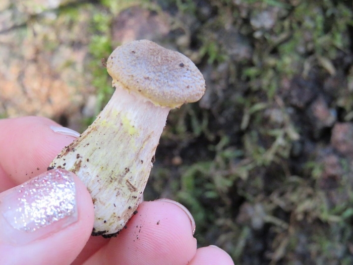 Опенок гриб