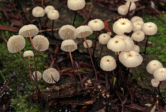 Marasmius rotula