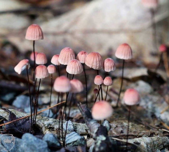 Mycena purpureofusca